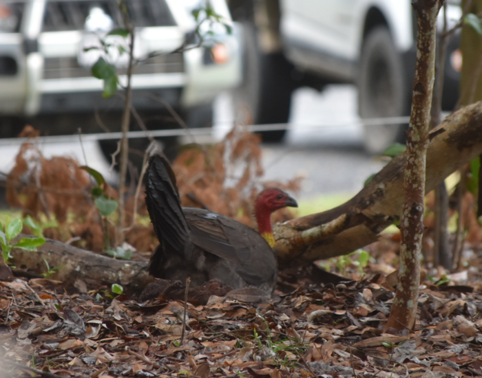Scrub turkey resting on the ground near a paved street