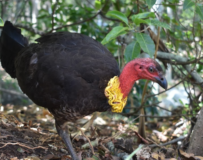 an australian bus turkey walking in the wild