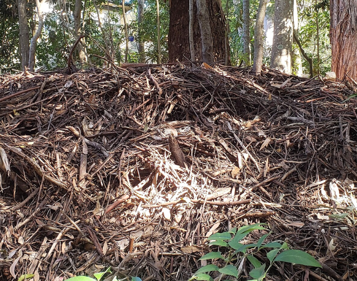 Large pile of leaf litter and soil forming a bush turkey nesting mound