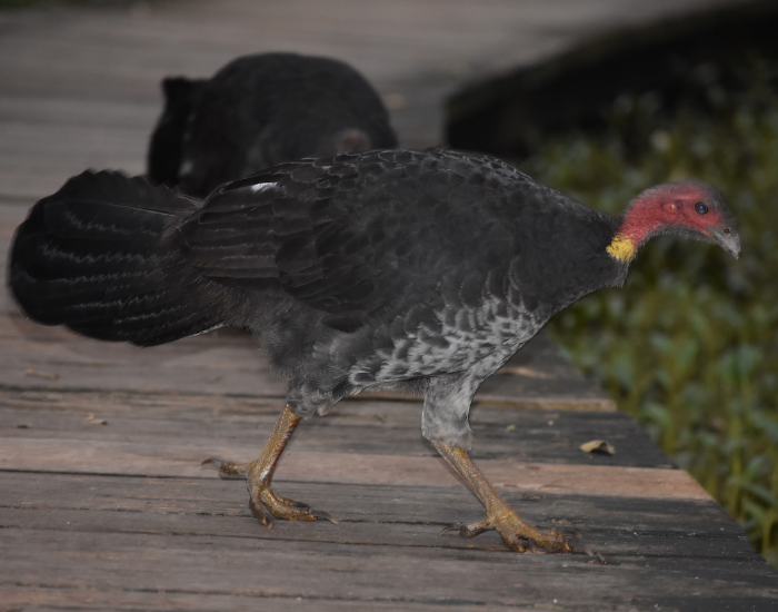 Scrub Turkey walking