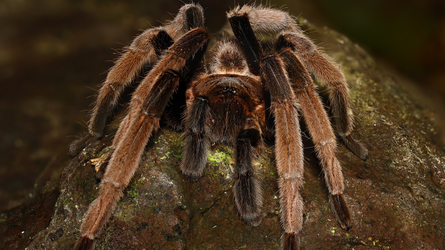 A close-up view of a large, dark brown tarantula covered in thick hair, resting on a rough rock surface.