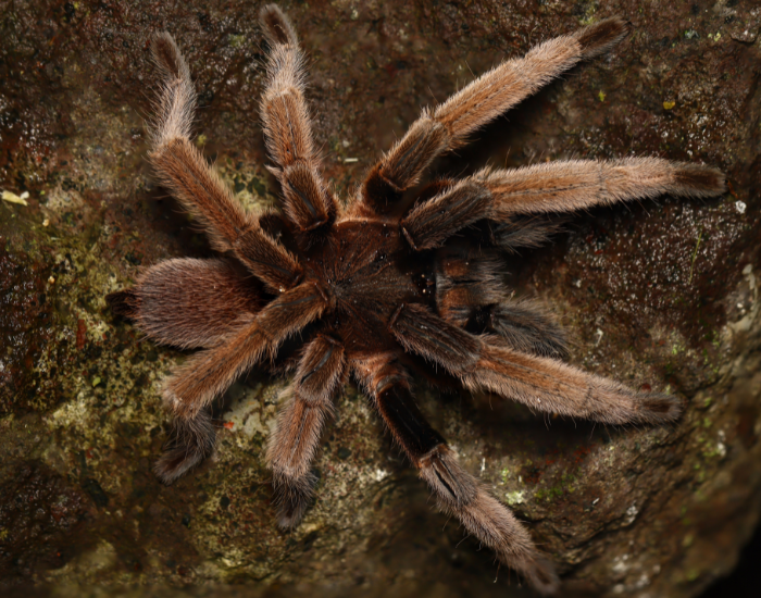 A hairy brown tarantula (Selenocosmia) spread out against a dark, rough rock face.