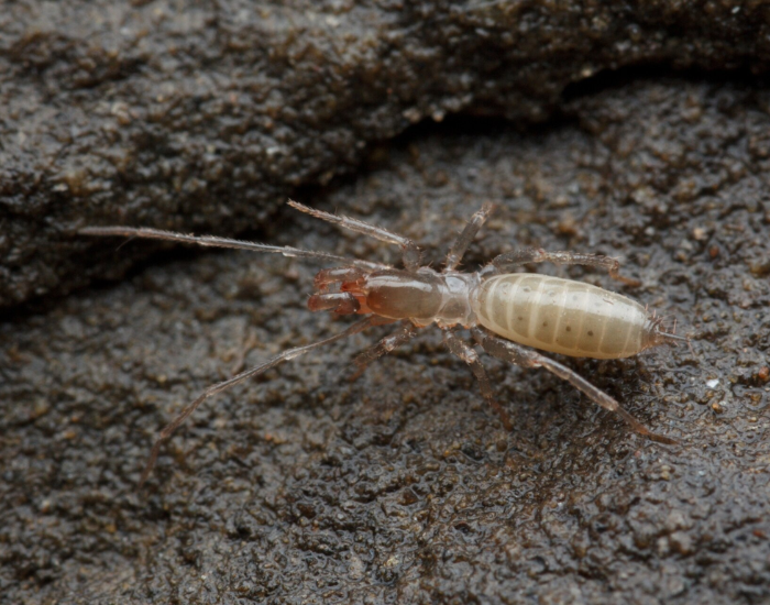 Light brown short-tailed whip scorpion with long antennae-like front legs resting on damp rock.