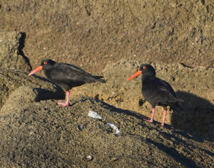 two sooty oystercatchers on a rock on the beach