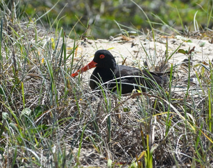 a Sooty oystercatcher sitting on its nest
