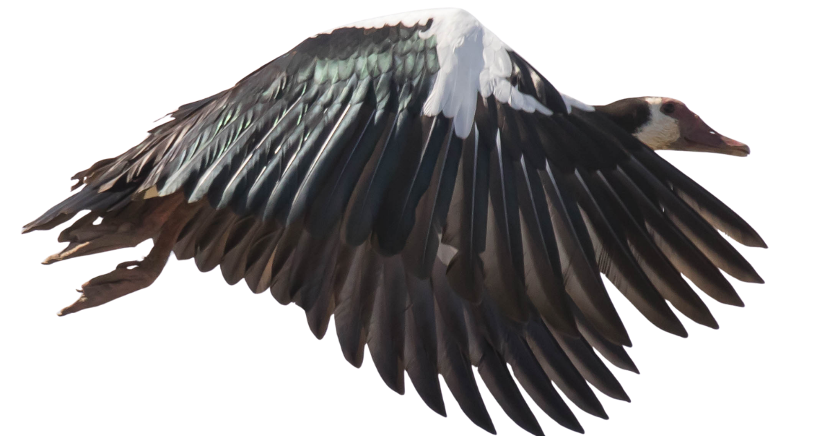 A spur-winged goose at full speed, side view