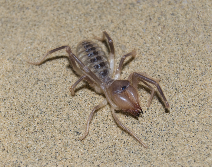 Large tan sun spider (solifugid) with prominent chelicerae resting on coarse sand.