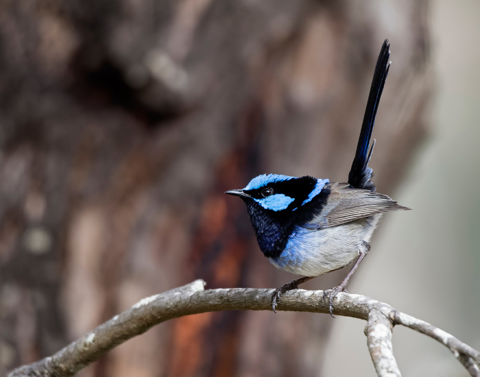 Male superb fairywren with bright blue plumage perched on wood.