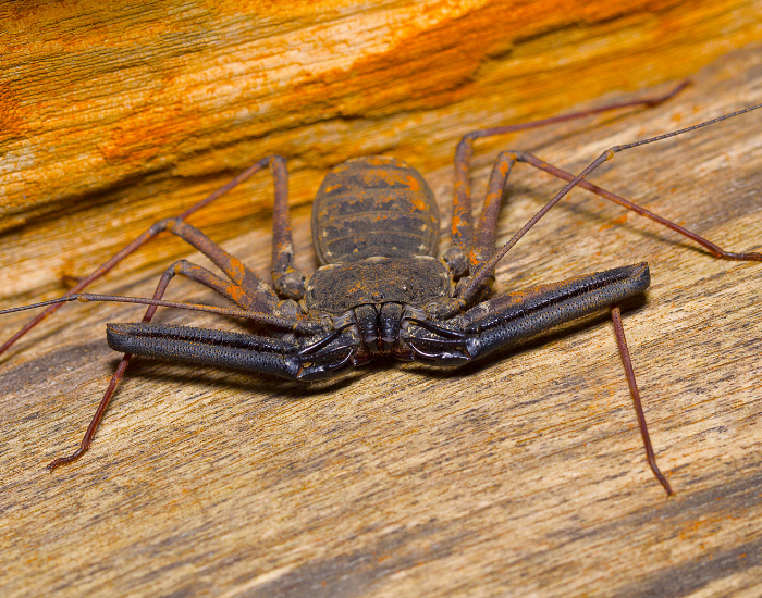 Flat, dark brown tailless whip scorpion with wide, spiky pedipalps resting on a piece of wood.