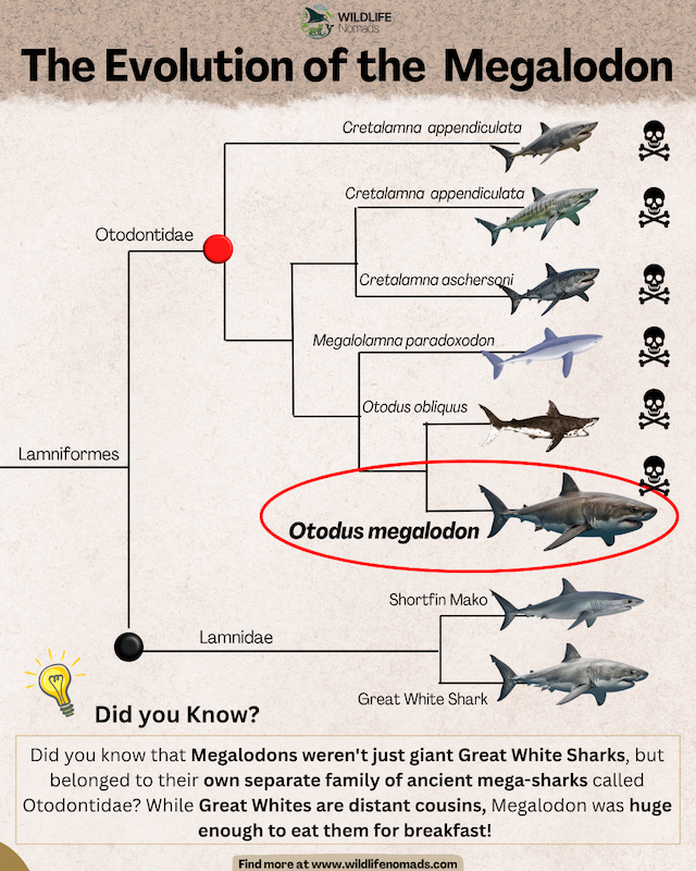 Evolutionary tree diagram titled "The Evolution of the Megalodon" showing the lineage of Otodus megalodon within the Otodontidae family, highlighted in a red circle, alongside related extinct shark species and distant cousins like the Great White Shark.