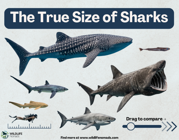 The true size of sharks: a whale shark, a basking shark and a great white compared with a diver