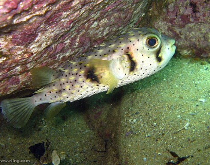 A threebar porcupinefish swimming underwater near the seabed.