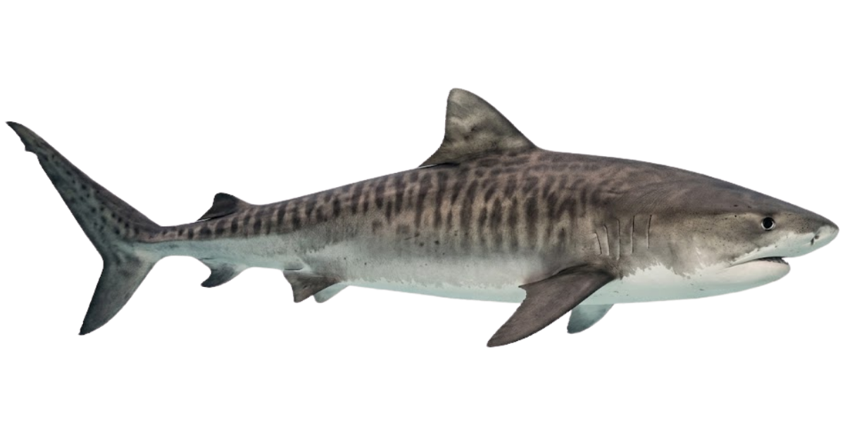 A tiger shark in side profile, dark vertical stripes along its body