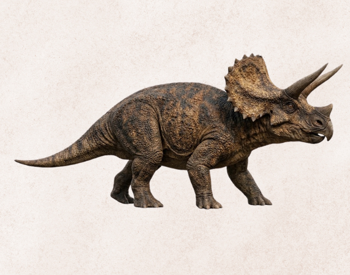 Triceratops, showing three horns and a bony frill