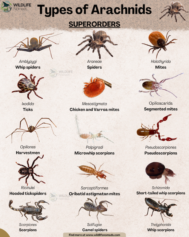 15 Types of Arachnids
