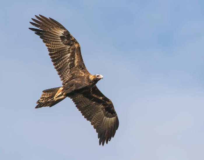 a Wedge-tailed Eagle flying