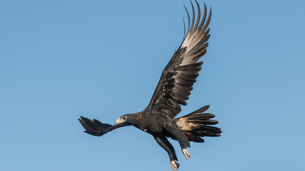 Wedge-tailed Eagle descending through a clear blue sky with fully extended wings and spread talons.