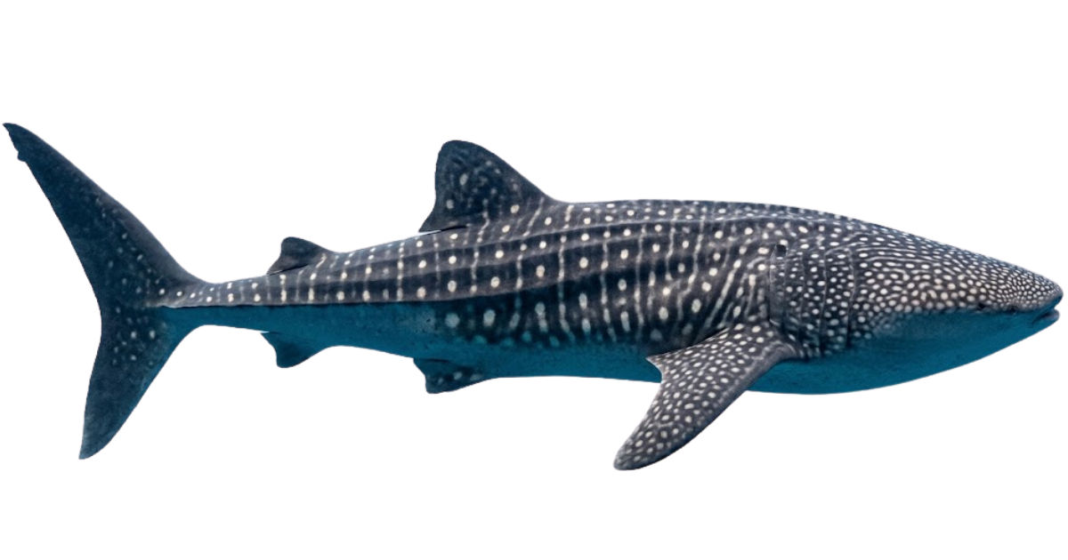 A whale shark at full speed, side view