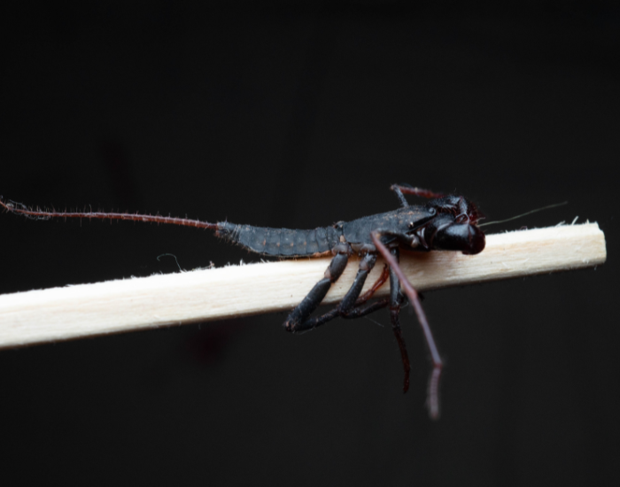 Side profile of a dark whip scorpion (vinegaroon) with a long thin tail resting on a wooden stick against a black background.