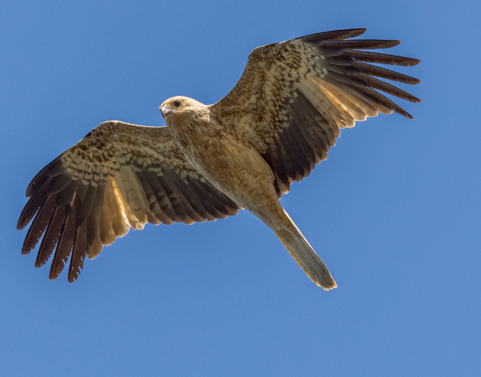 Whistling kite gliding through a clear blue sky.