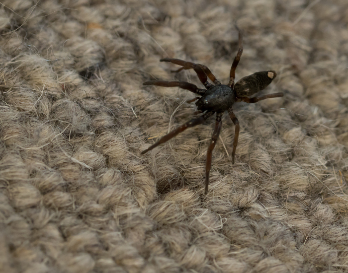 A dark white-tailed spider showing a distinct white tip on its abdomen as it crawls over woven carpet fibers.