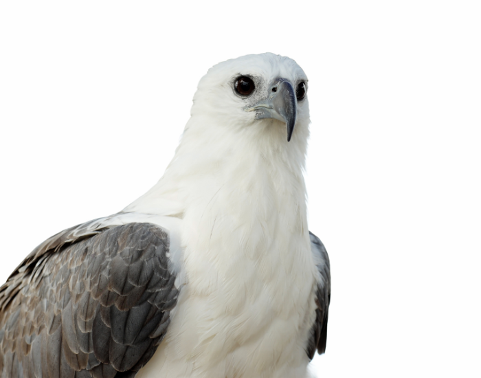 Close-up profile of a White-bellied Sea-Eagle featuring a white head, hooked beak, and dark eye.