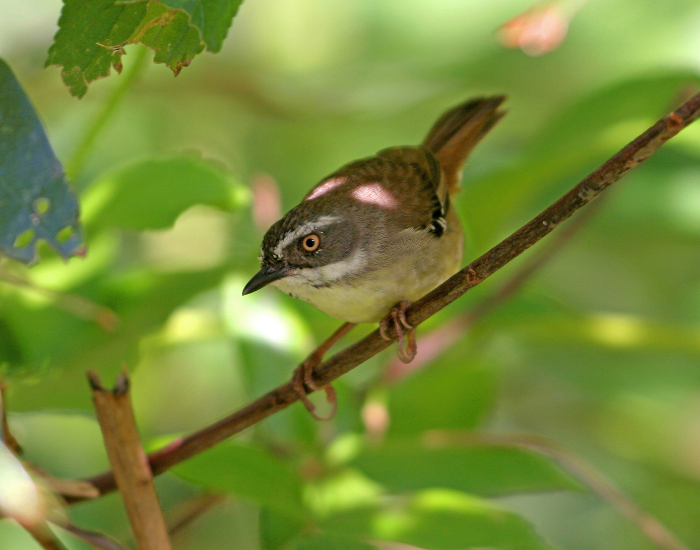 White-browed scrubwren perched among green leafy branches.