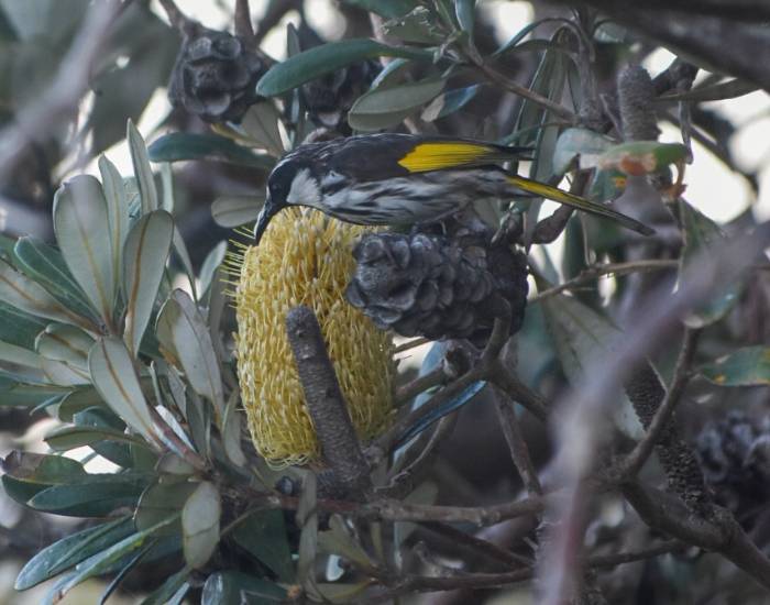 a White-cheeked Honeyeater feeding from a banksia tree