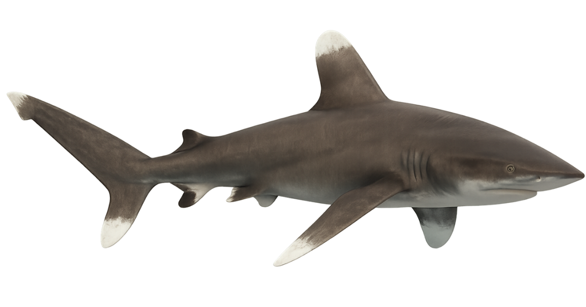 An oceanic whitetip shark in side profile, long rounded fins with white tips
