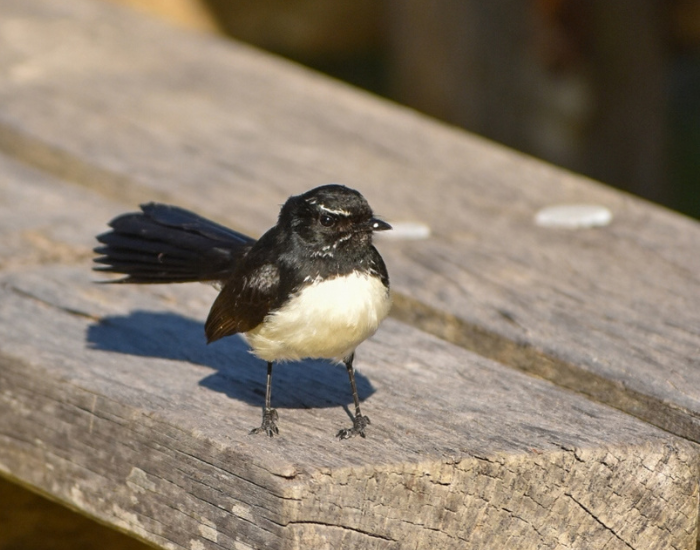 a Willie Wagtail laying on a wooden bench in Lake Arragan and Red Cliff campgrounds