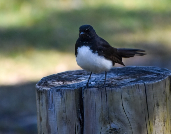 Willie wagtail bird perched on a wooden post.