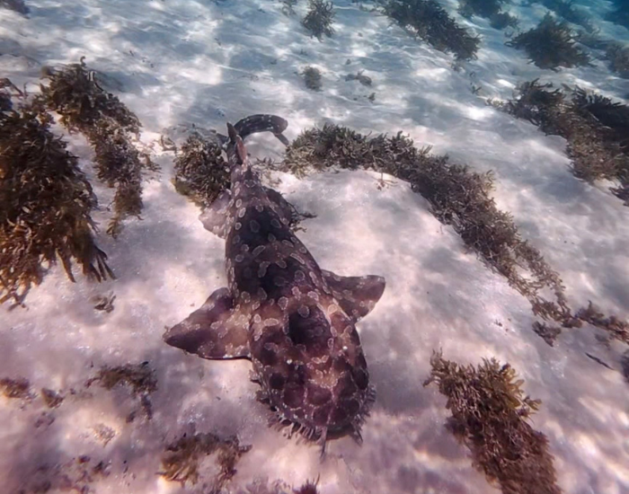 A wobbegong shark rest on the sandy ocean floor in shallow water.