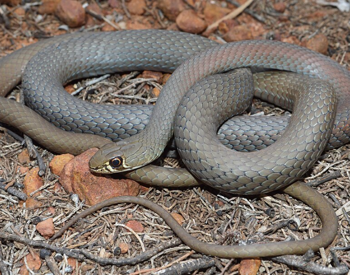 A slender yellow-faced whipsnake coiled on the ground.