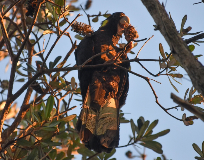 A yellow-tailed black cockatoo perching on a tree branch.