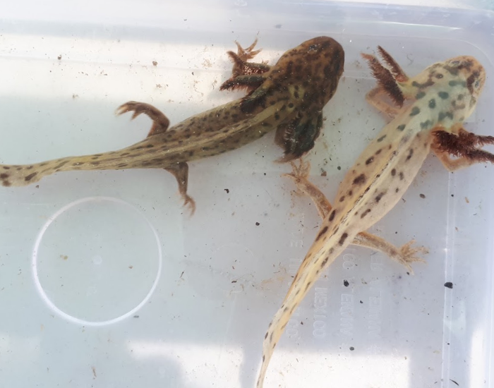 An ajolote de Alchichica, Ambystoma taylori, held briefly above the water during a population survey at Alchichica Lagoon, Puebla