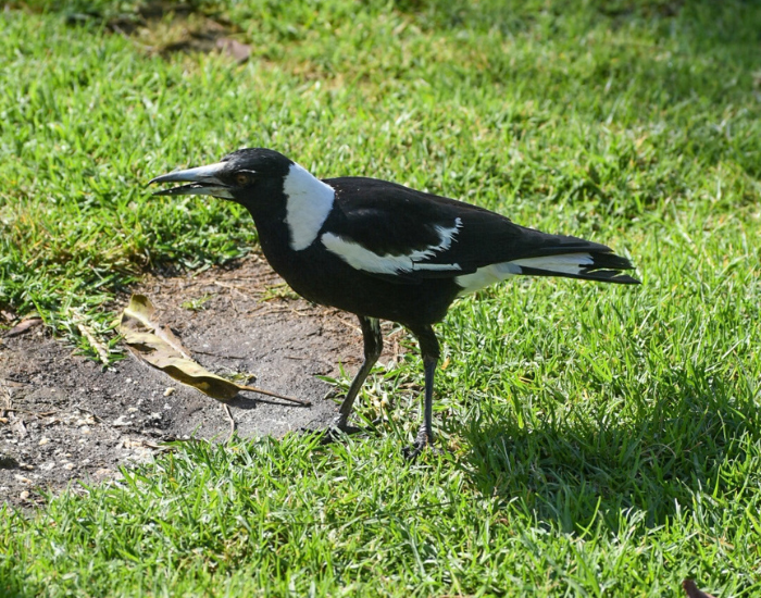 Australian magpie standing on a grassy lawn.
