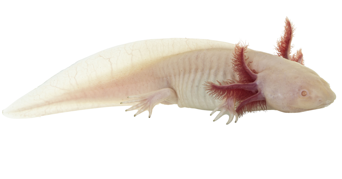 An axolotl in side profile, external feathery gills fanned out behind its head