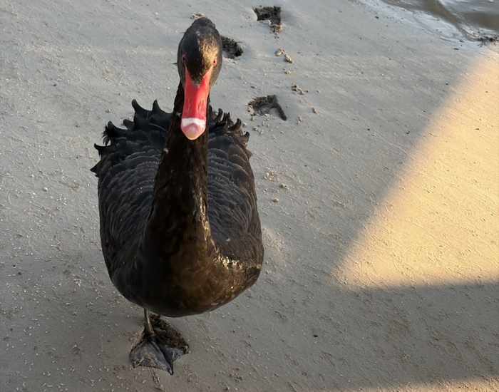 Full-body front view of a black swan walking forward on a paved path.