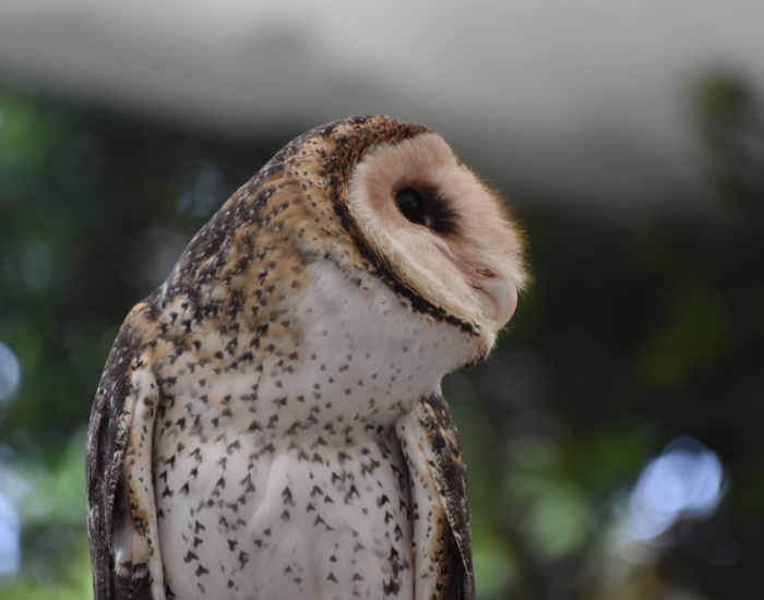 Close-up profile view of a barn owl looking to the side.