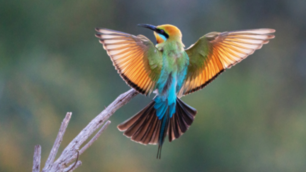 a bee eater with its wings extended