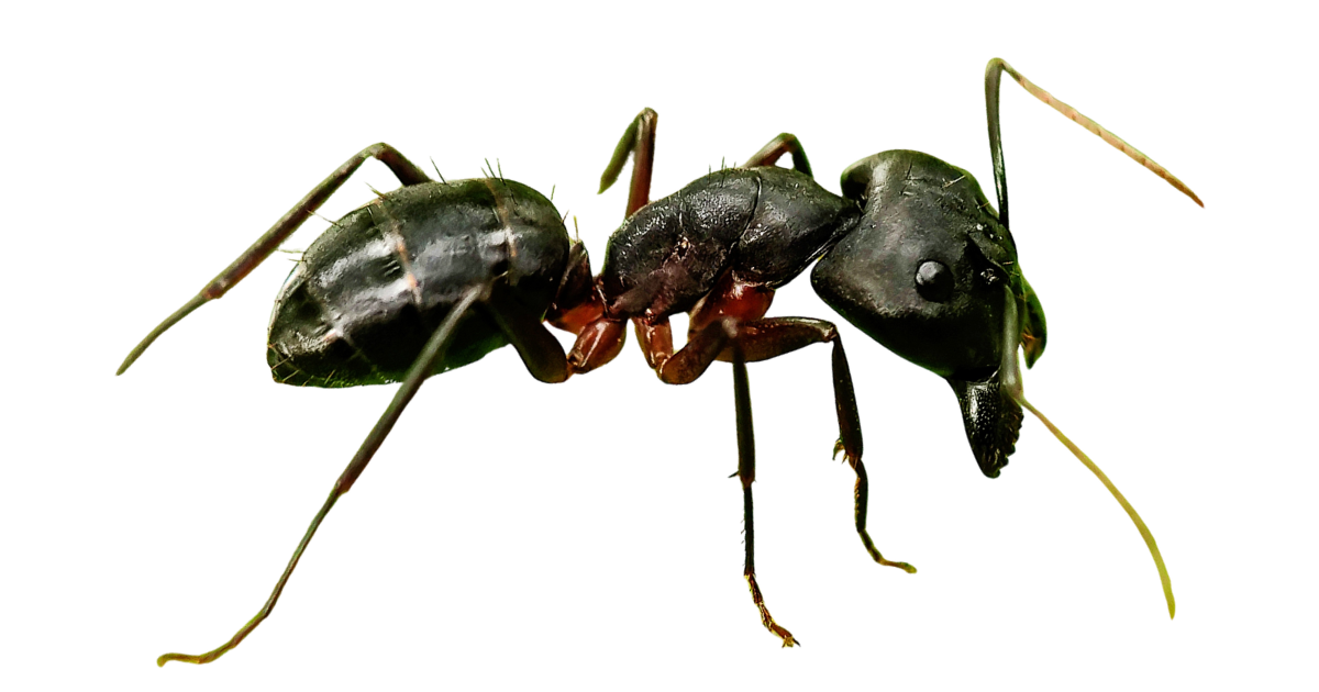 A black garden ant in side profile, antennae forward and legs extended