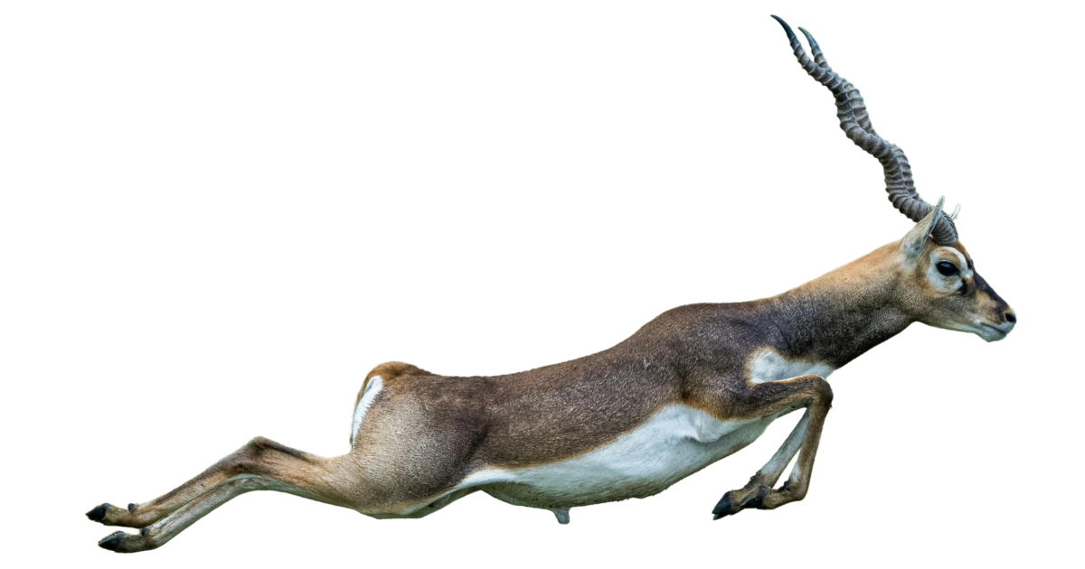 A blackbuck at full speed, side view