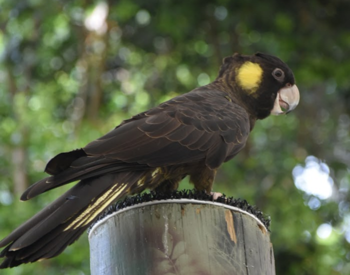 A black cockatoo with yellow cheek patches perched outdoors.
