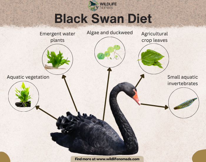 Infographic detailing the Black Swan diet, illustrating five main food sources: aquatic vegetation, emergent water plants, algae and duckweed, agricultural crop leaves, and small aquatic invertebrates.
