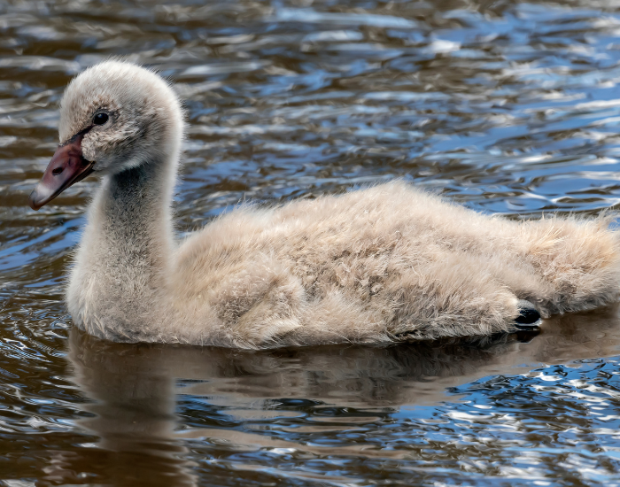 A grey and fluffy black swan cygnet swimming in sunny, rippling water.