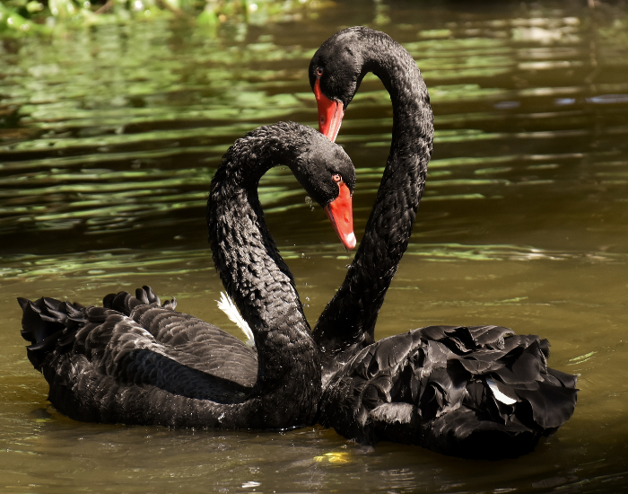 Two black swans resting together near grassy vegetation at the water's edge.