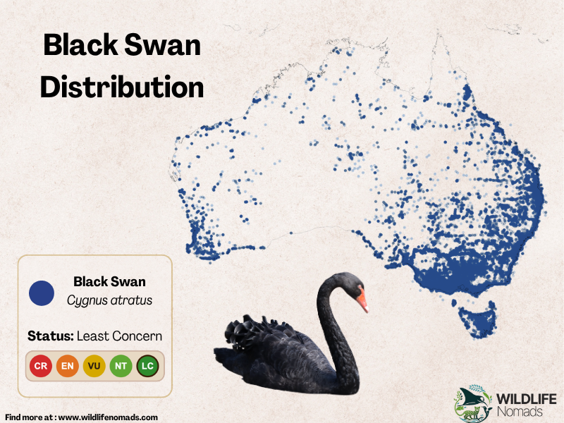 Infographic showing the geographic distribution of the Black Swan (Cygnus atratus) across Australia, highlighting high population density in the southeast and southwest, and noting its IUCN status as Least Concern.
