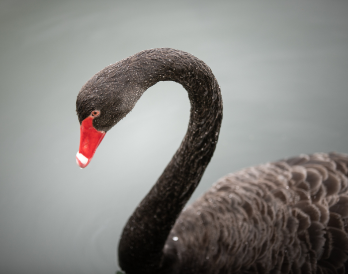 Close-up side profile of a black swan's curved neck showing dark plumage and a bright red bill.
