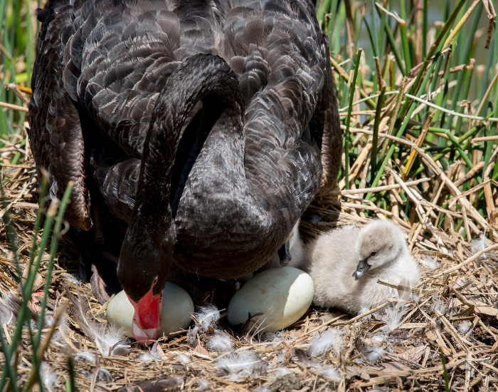 An adult black swan tending to nestlings inside a reed-built nest.