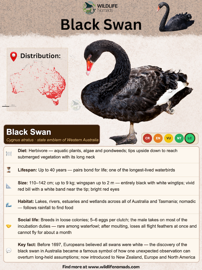 An educational species profile infographic featuring a large central photo of a Black Swan, a red distribution map of Australia, an official conservation status indicator, and structured facts covering its herbivorous diet, 40-year lifespan, habitat, and social life.
